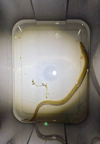 ウナギの釣果
