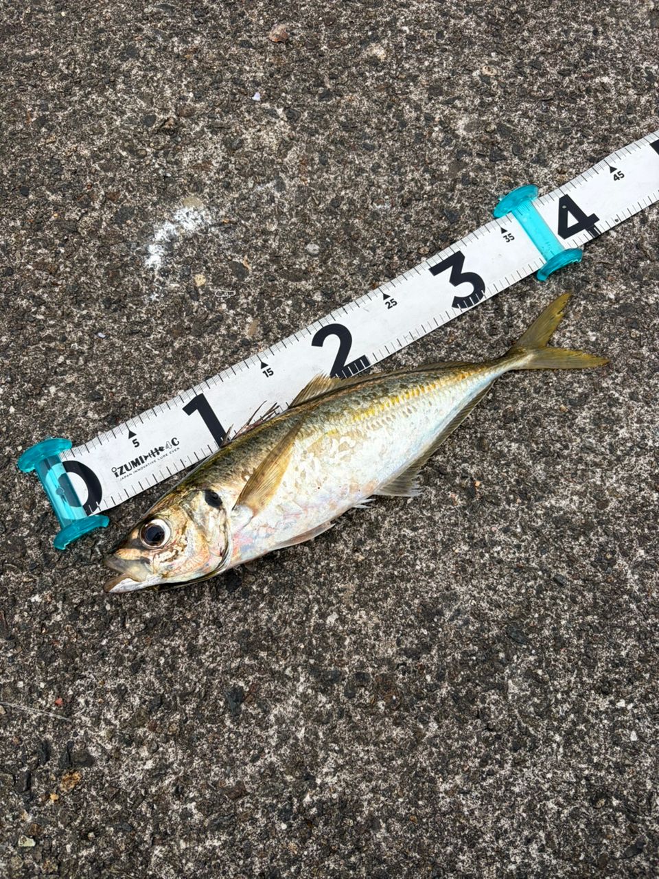 SHIMANO ピットブル 8+ 0.6号/トレーサブルピンク/200mの最安値