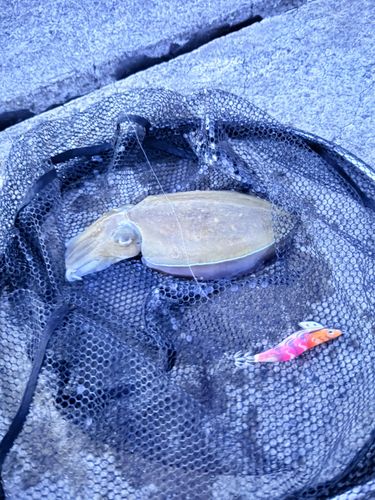 モンゴウイカの釣果
