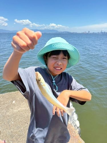 キスの釣果