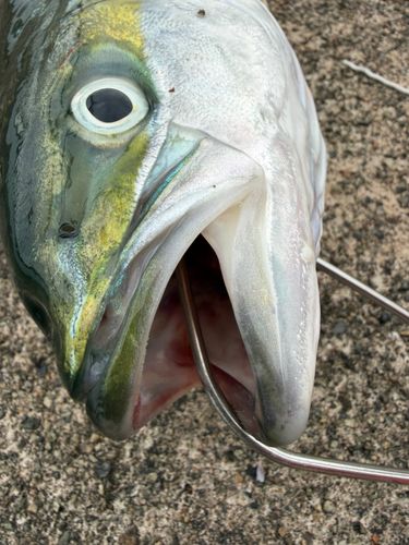 フクラギの釣果