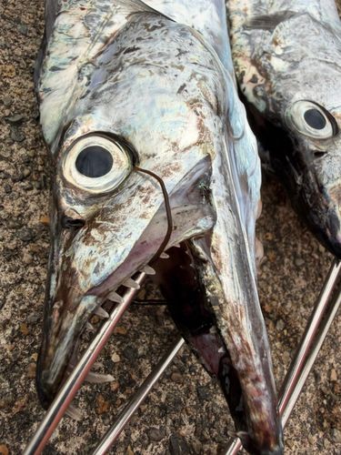 タチウオの釣果