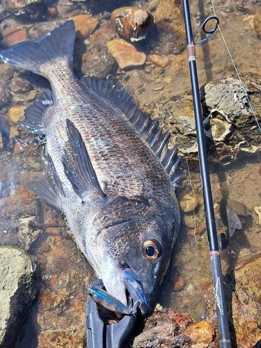 チヌの釣果