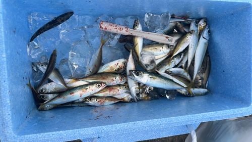 釣果