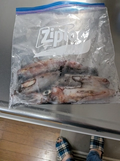 アカイカの釣果