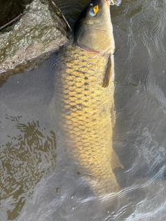 コイの釣果