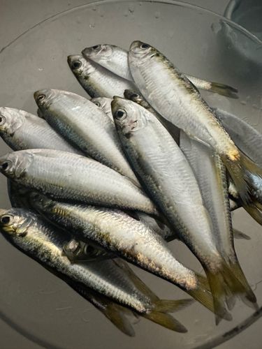 ウルメイワシの釣果