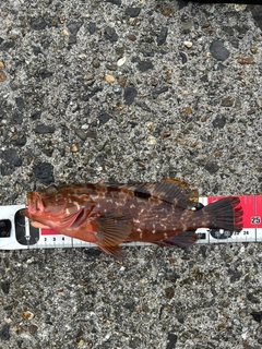 アコウの釣果