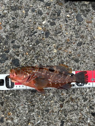 アコウの釣果