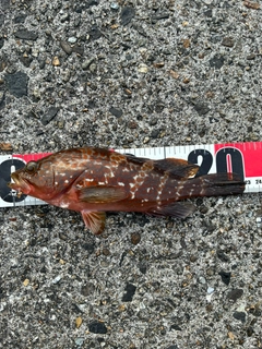 アコウの釣果