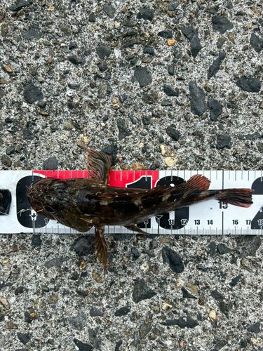カサゴの釣果