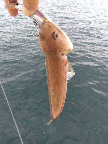 エソの釣果
