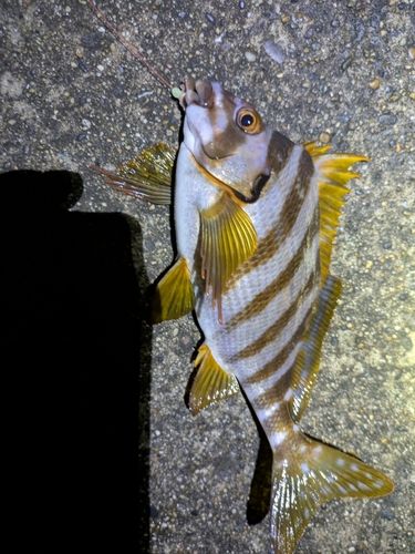 サンバソウの釣果