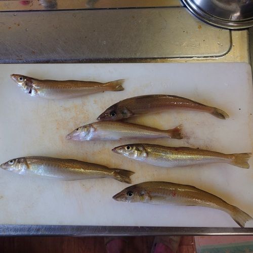 キスの釣果