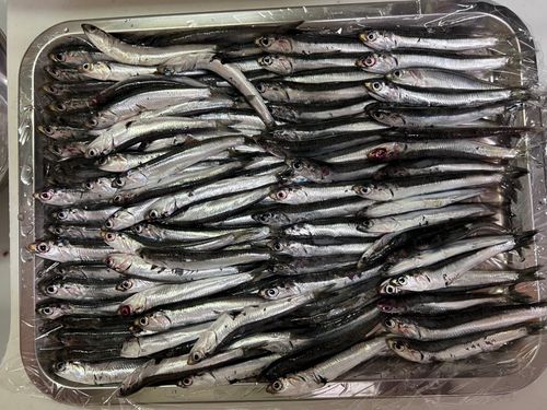 カタクチイワシの釣果