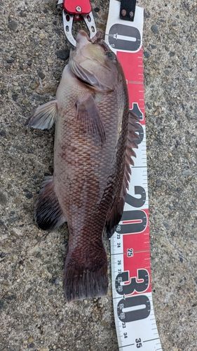コブダイの釣果