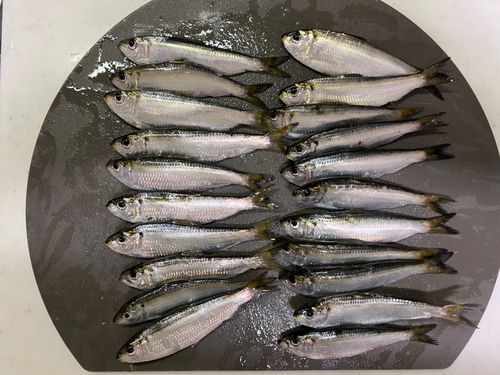 サッパの釣果