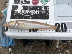 シロギスの釣果