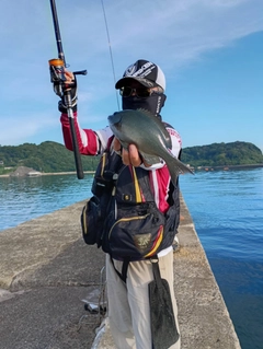 クチブトグレの釣果