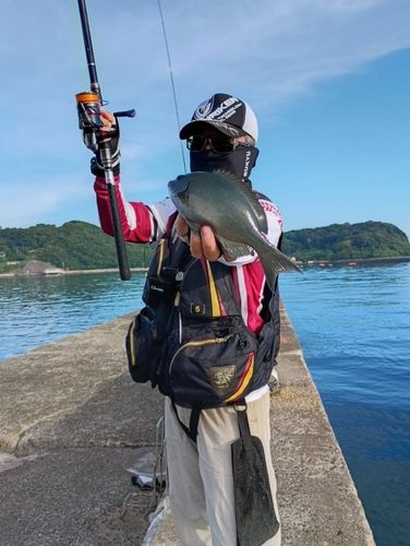 クチブトグレの釣果