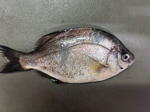 ウミタナゴの釣果
