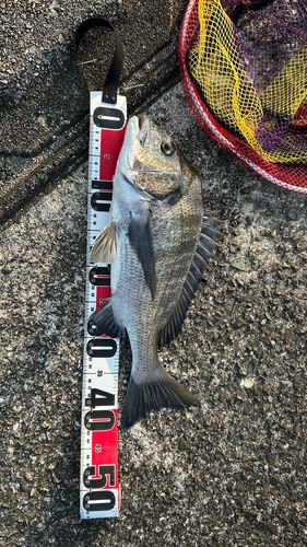 チヌの釣果