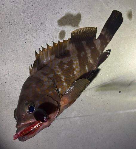 キジハタの釣果