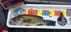 ラージマウスバスの釣果