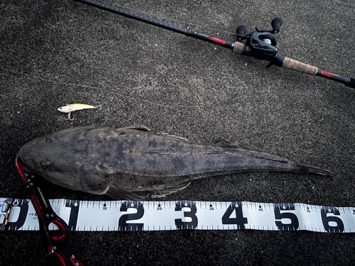 マゴチの釣果