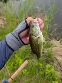 ラージマウスバスの釣果