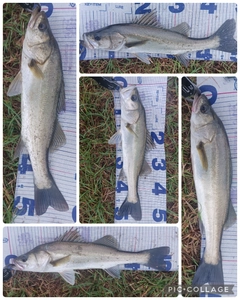 シーバスの釣果