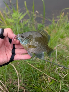 ブルーギルの釣果