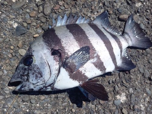 イシダイの釣果