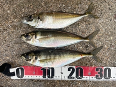 アジの釣果