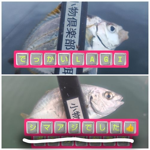 シマアジの釣果
