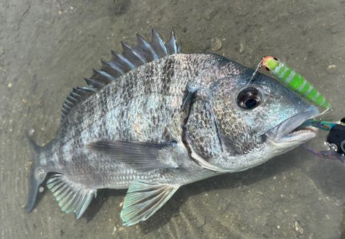 チヌの釣果