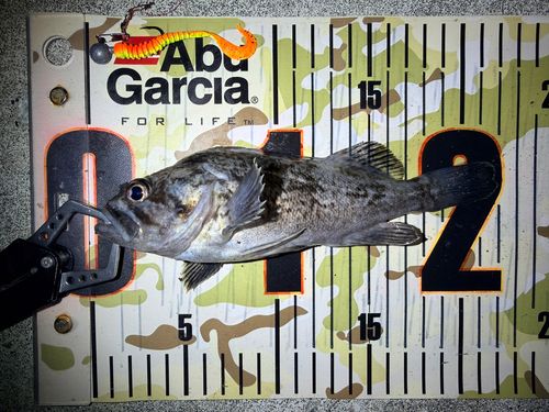 クロソイの釣果