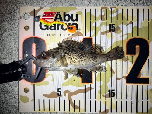 クロソイの釣果