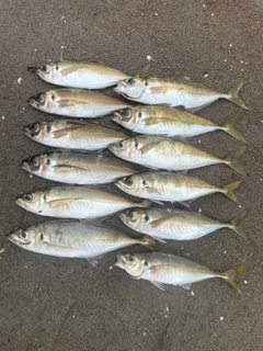 アジの釣果