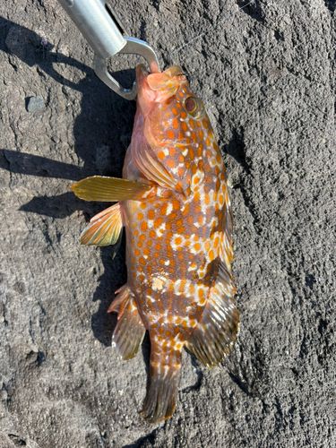 キジハタの釣果