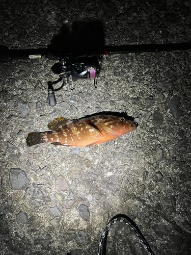 イカの釣果