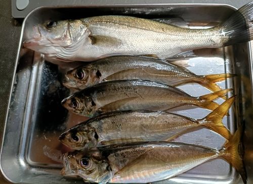 マアジの釣果