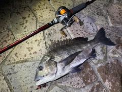 クロダイの釣果