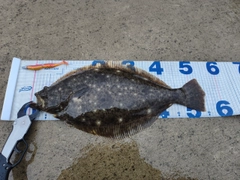 ヒラメの釣果