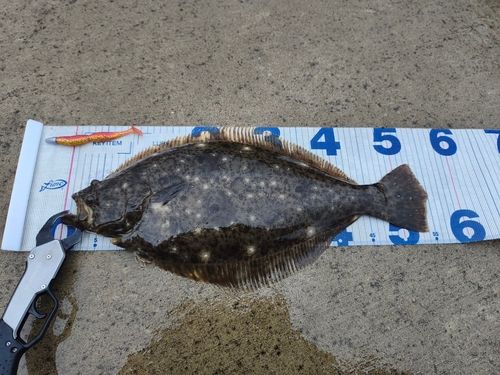 ヒラメの釣果
