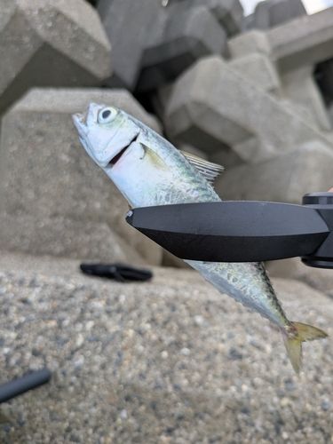マサバの釣果