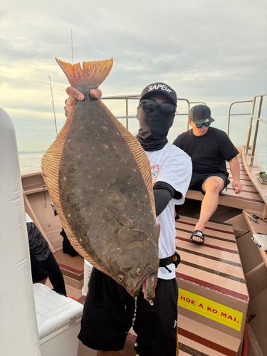 ヒラメの釣果
