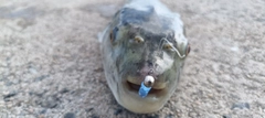 フグの釣果