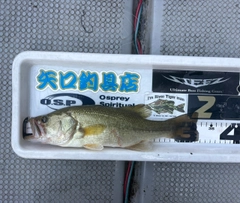ブラックバスの釣果