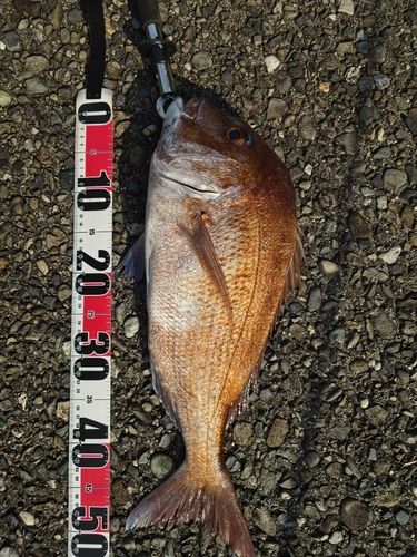 タイの釣果